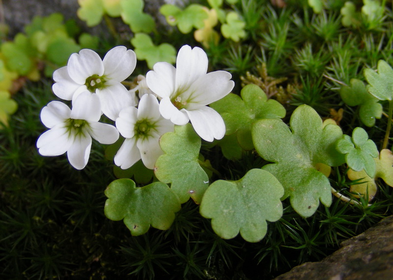 Изображение особи Saxifraga sibirica.