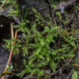 Bryopsida