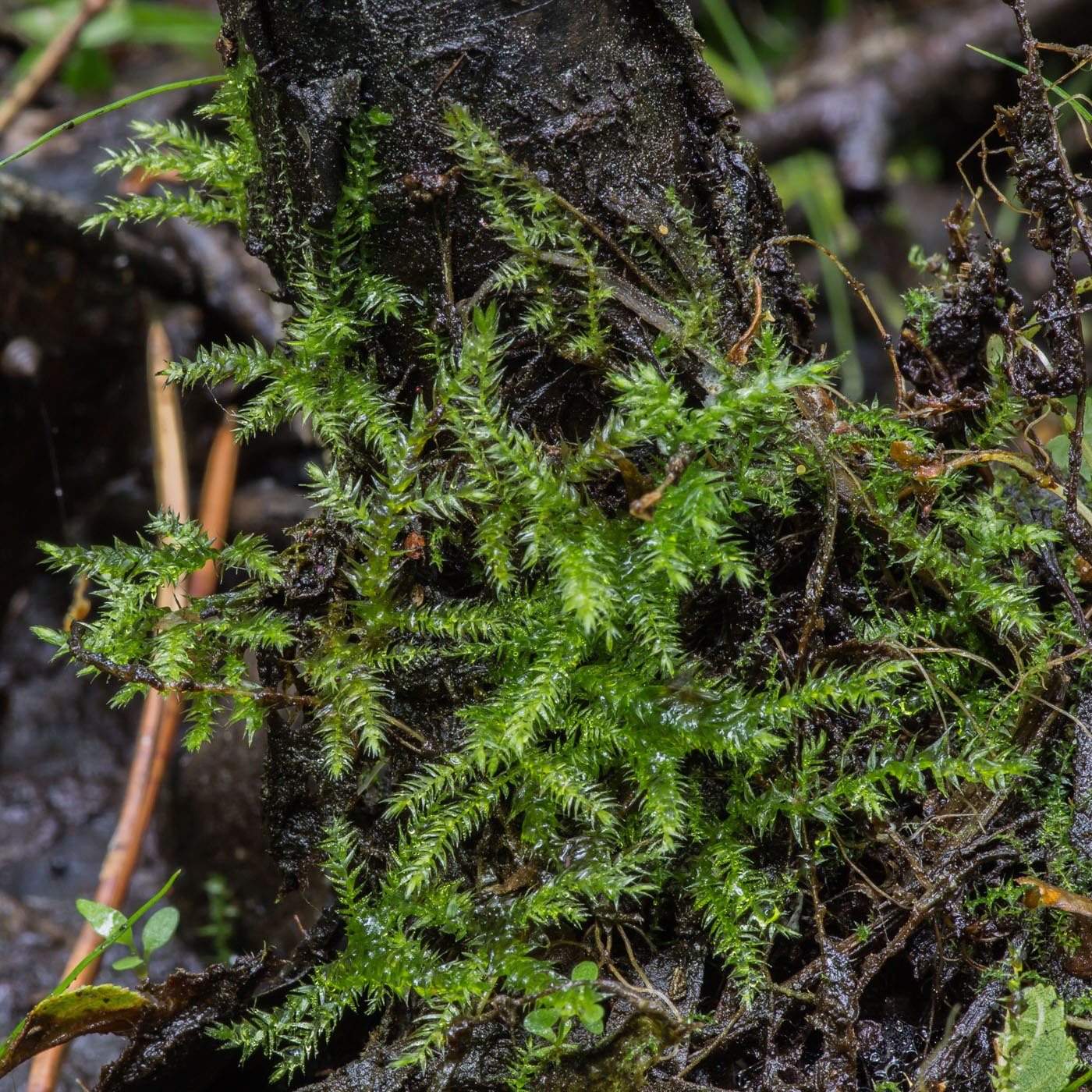 Image of class Bryopsida specimen.