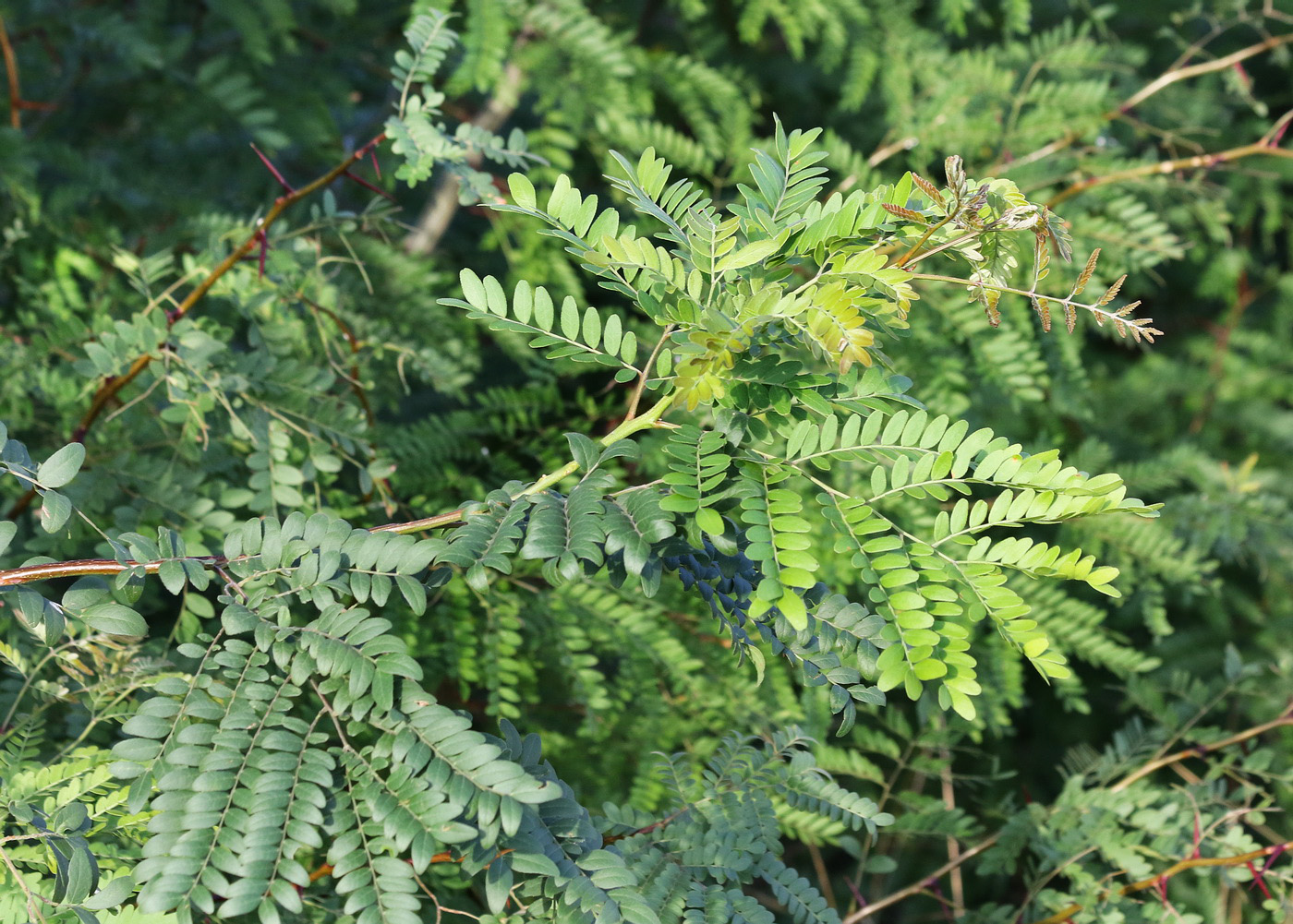 Image of Gleditsia triacanthos specimen.