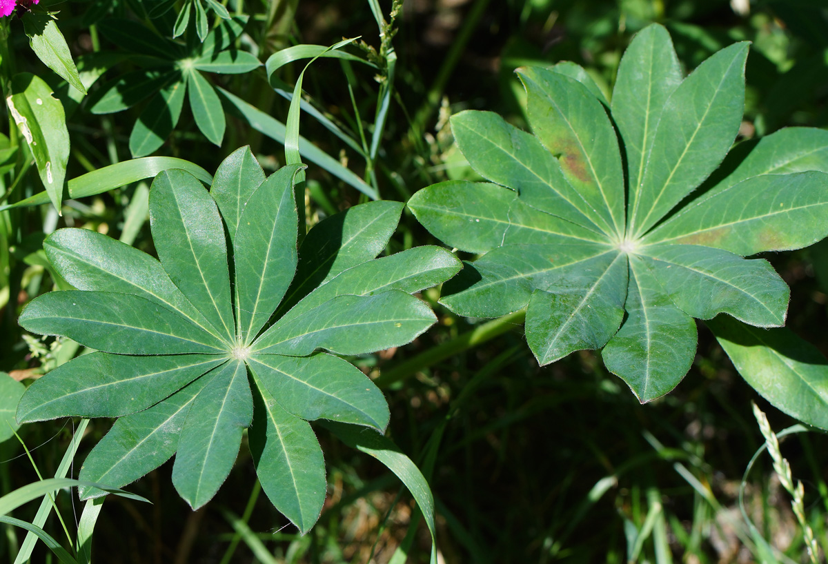 Изображение особи Lupinus &times; regalis.