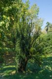род Taxus