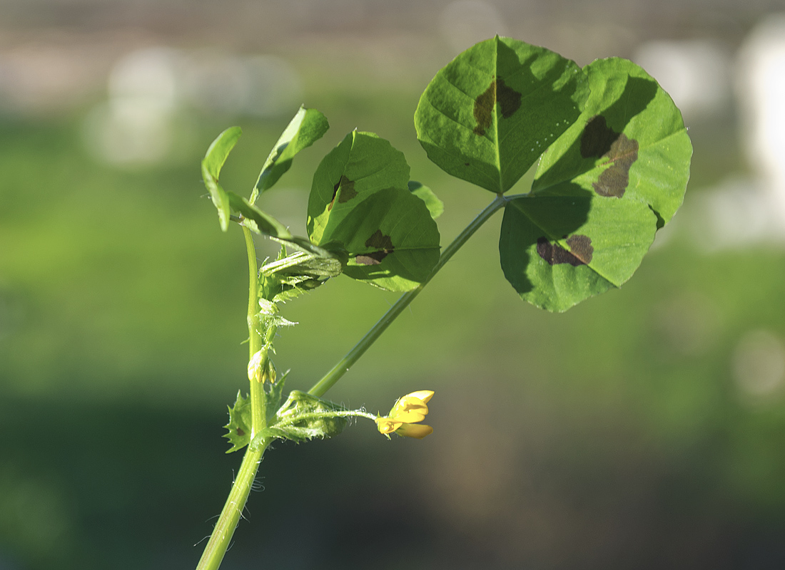 Image of Medicago arabica specimen.