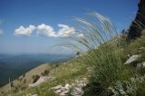 Stipa lithophila