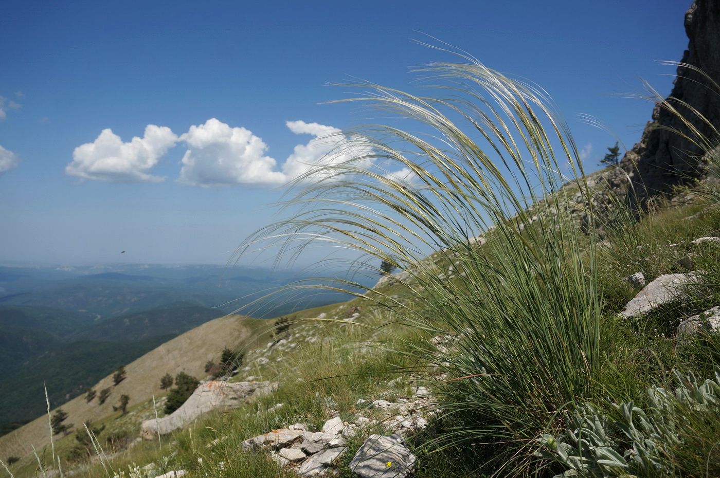 Изображение особи Stipa lithophila.