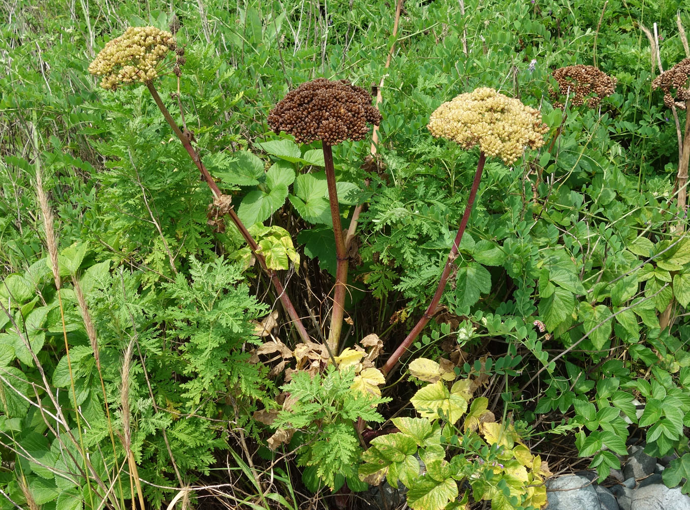 Image of Ligusticum scoticum specimen.