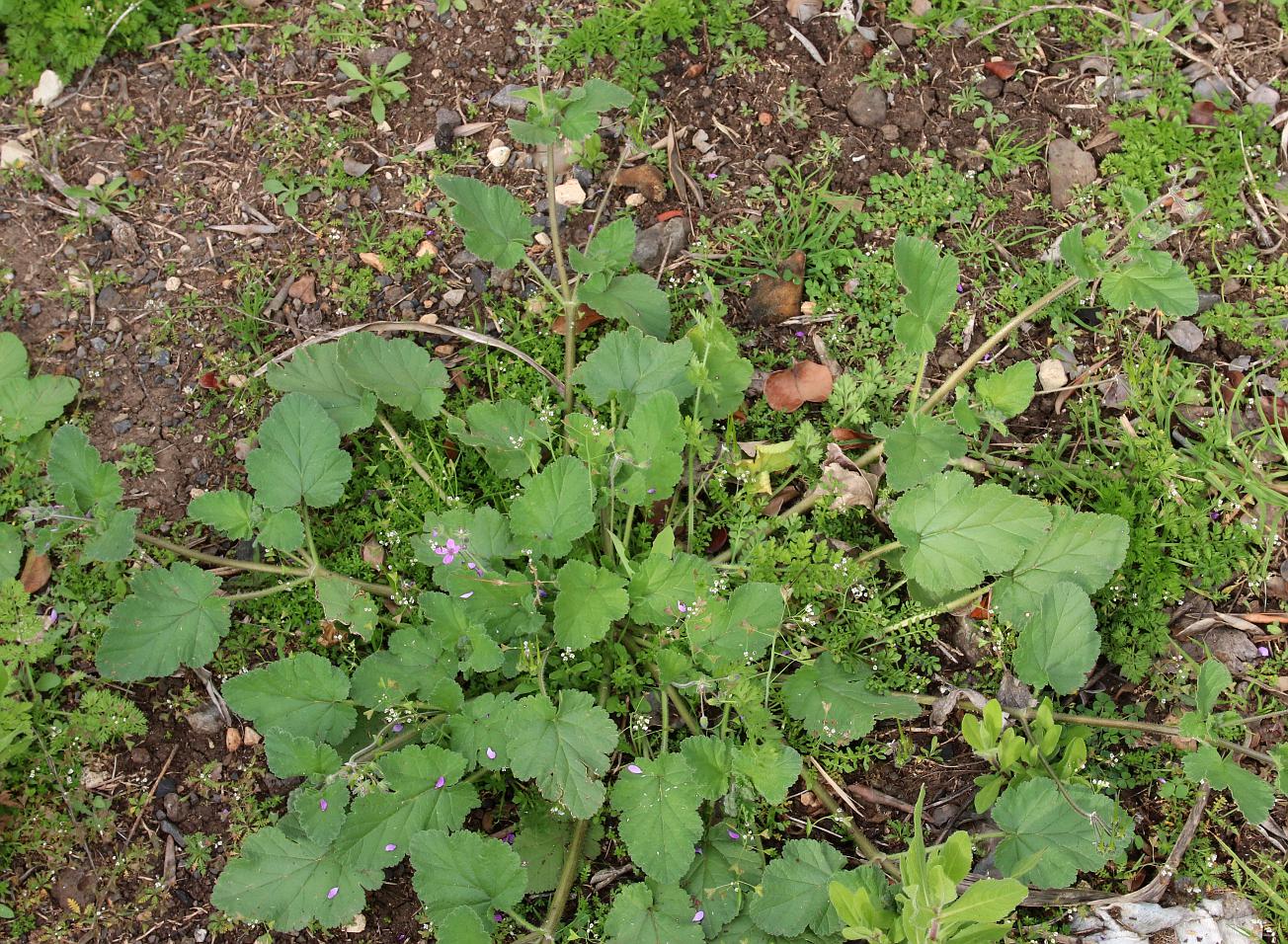 Image of Erodium malacoides specimen.