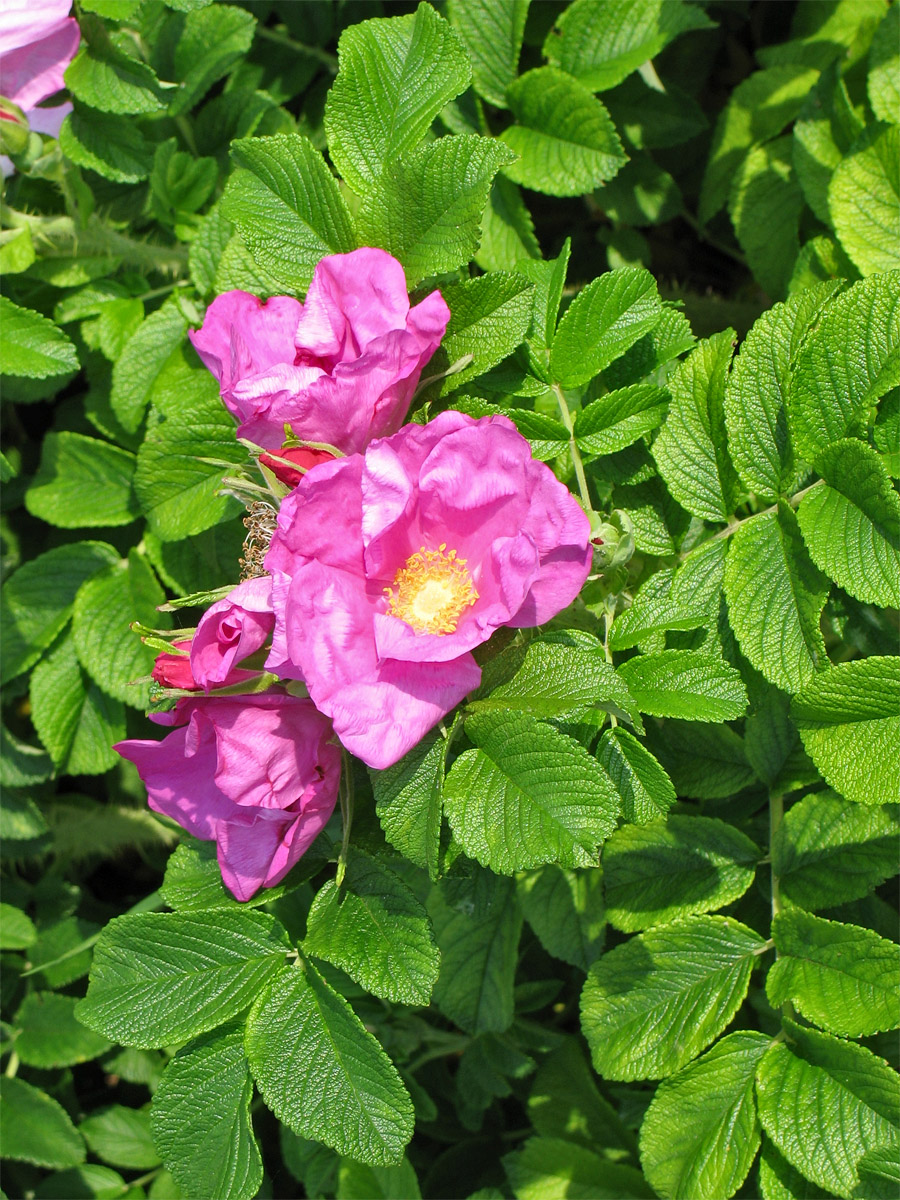 Изображение особи Rosa rugosa.