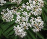 Sambucus ebulus. Часть соцветия (вид сверху). Украина, Черкасская обл., Каневский р-н, Региональный ландшафтный парк \"Трахтемиров\", лесная дорога. 3 июля 2010 г.