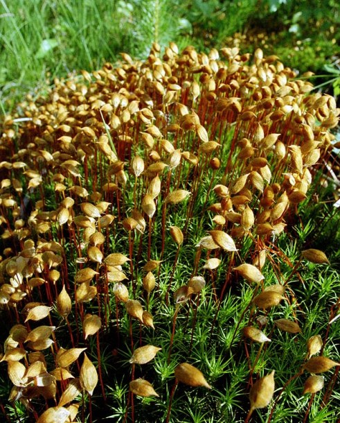 Image of Polytrichum commune specimen.