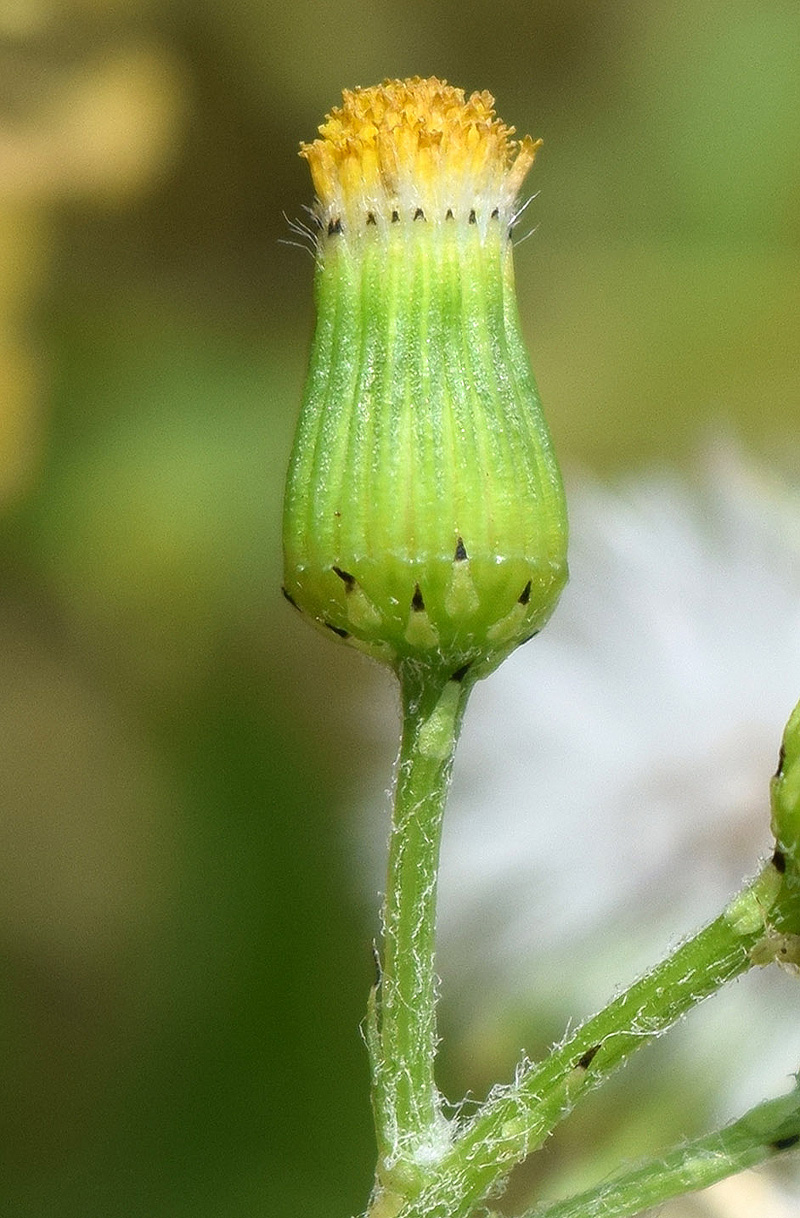 Изображение особи Senecio vulgaris.