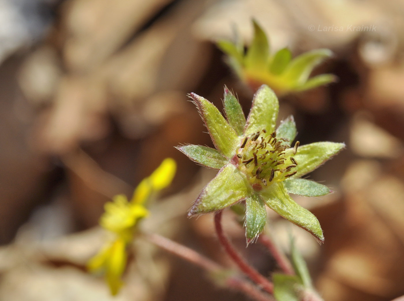 Изображение особи Potentilla fragarioides.