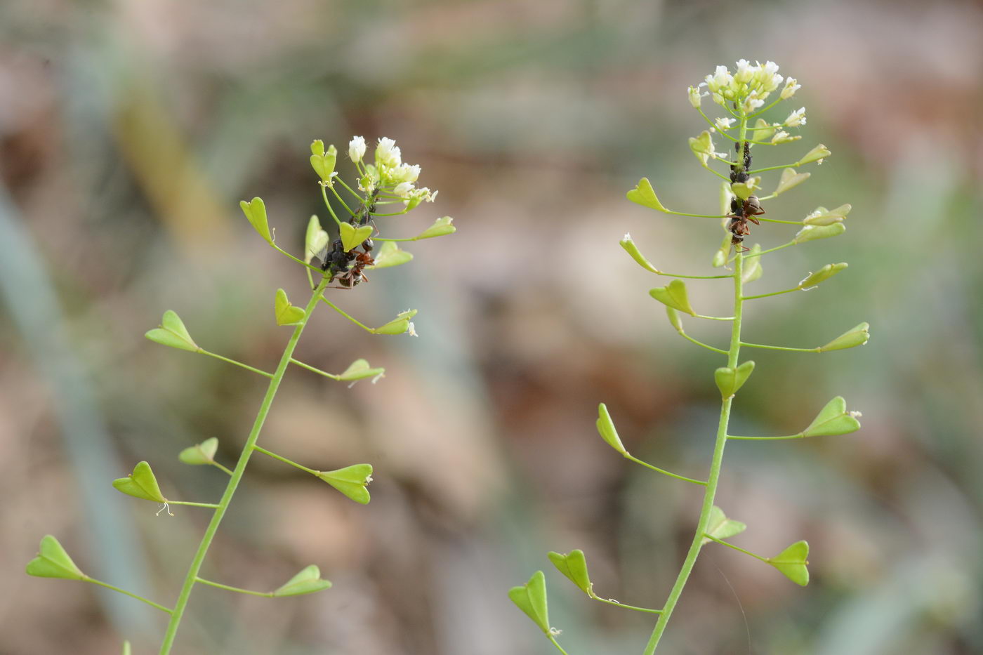 Изображение особи Capsella orientalis.