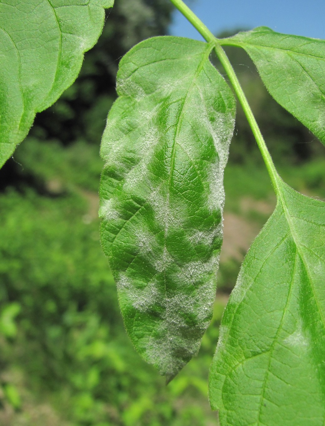 Image of Acer negundo specimen.