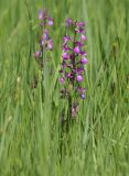 Anacamptis подвид dielsiana