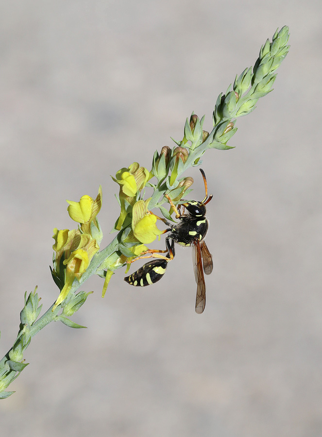 Изображение особи Linaria genistifolia.