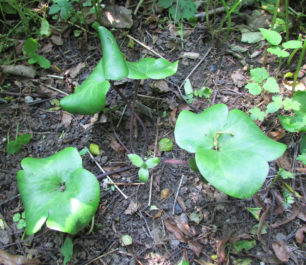 Изображение особи Hepatica maxima.