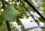 Malus domestica. Усыхающий плод (вероятно поражение вредителем?). Московская обл., Ногинский р-н, берег озера Луково. 12.10.2014.