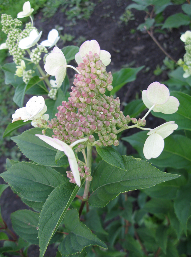 Image of Hydrangea paniculata specimen.