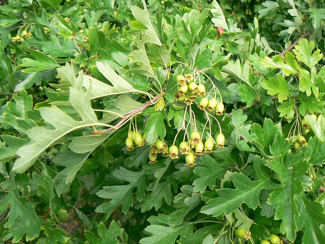 Изображение особи род Crataegus.