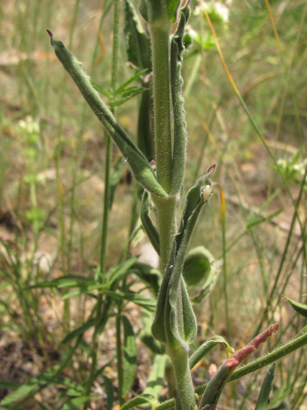 Image of Silene viscosa specimen.