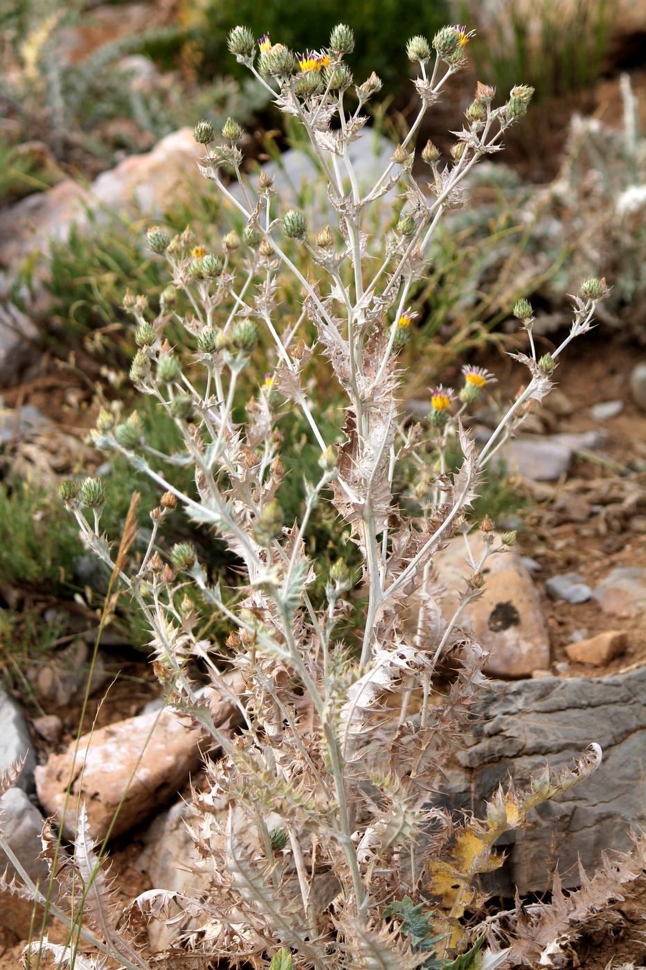 Image of Cousinia vicaria specimen.
