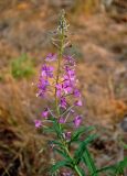 Chamaenerion angustifolium. Верхушка побега с соцветием. Челябинская обл., Катав-Ивановский р-н, долина р. Тюлюк, опушка сосняка. 19.07.2020.