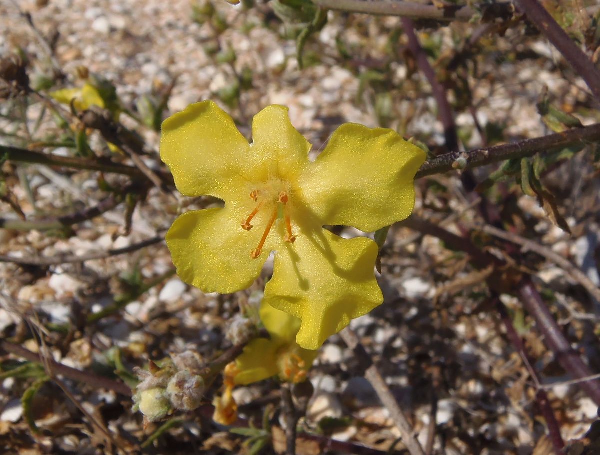 Image of Verbascum pinnatifidum specimen.