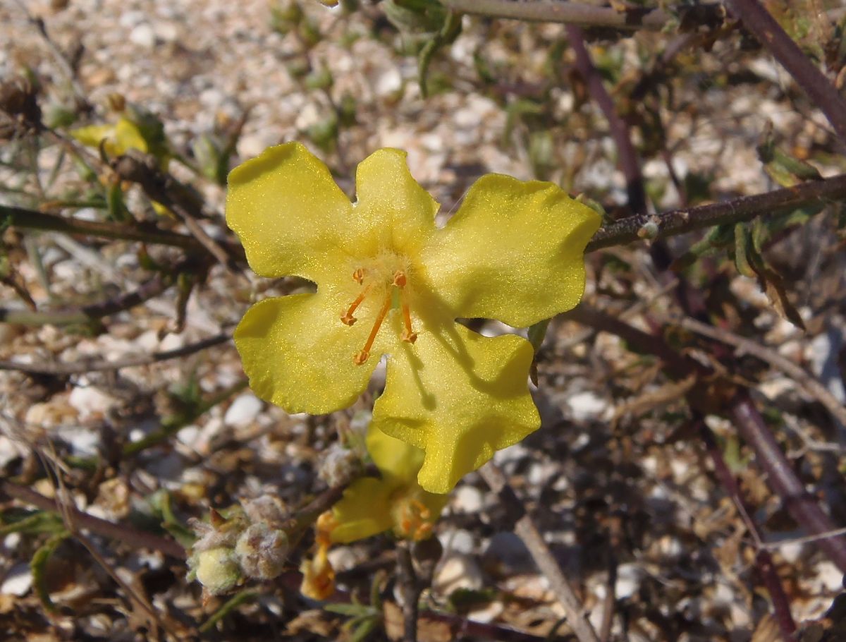 Изображение особи Verbascum pinnatifidum.