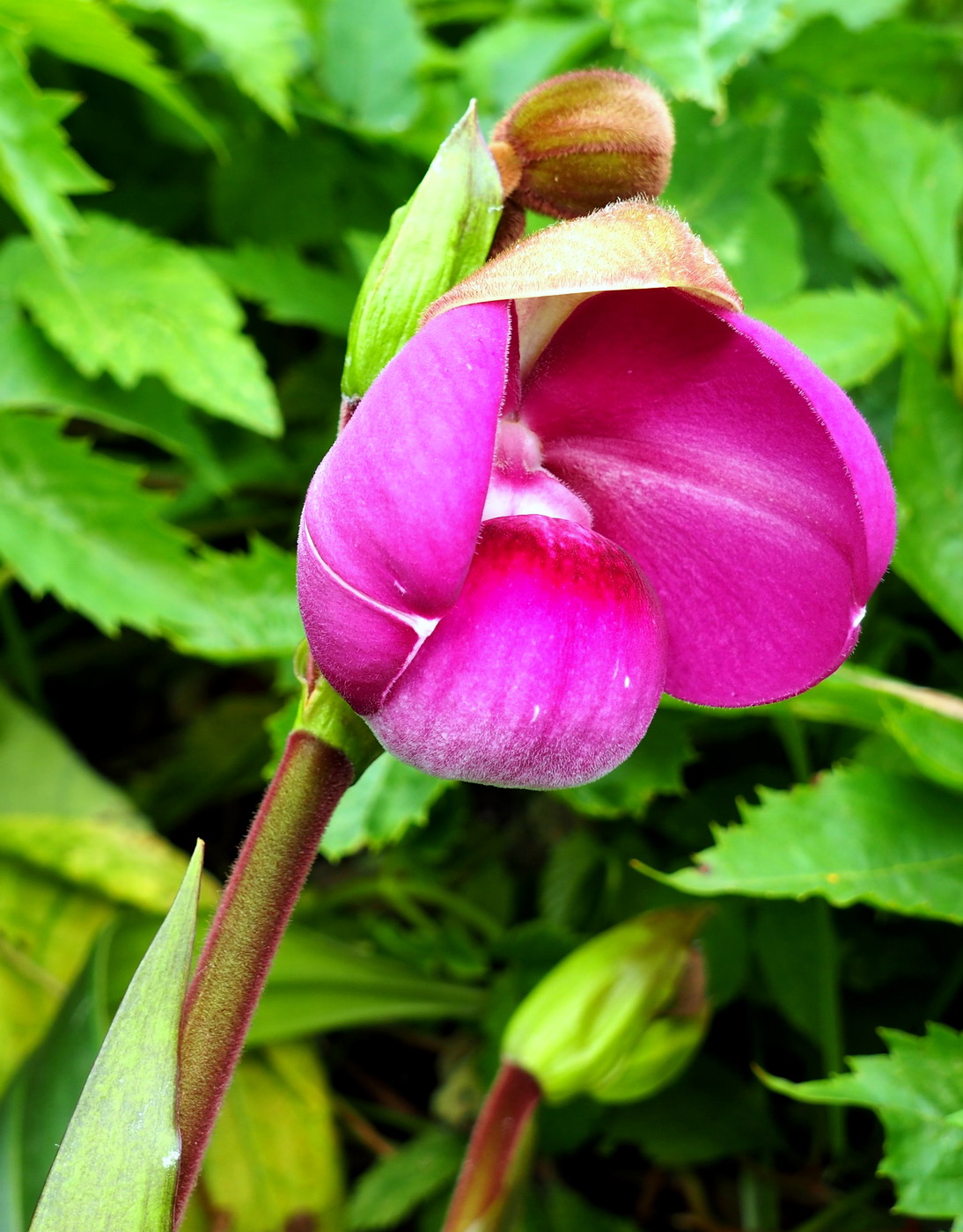 Изображение особи Phragmipedium kovachii.