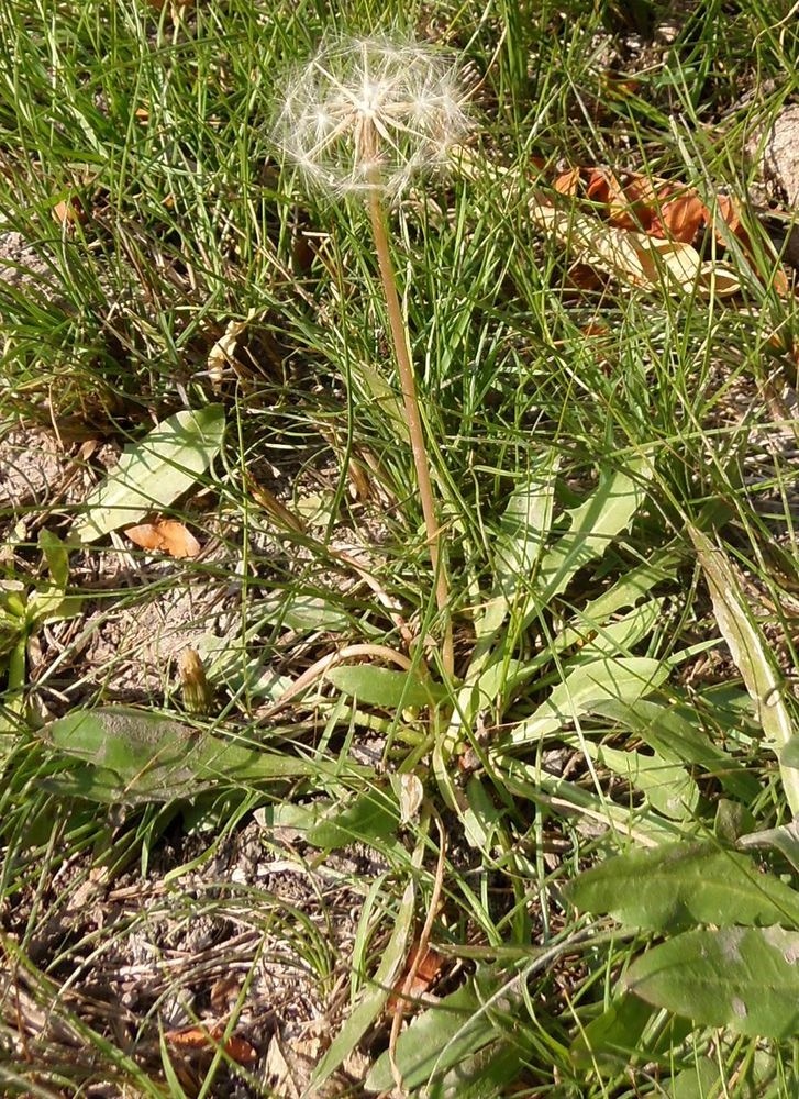 Image of Taraxacum bessarabicum specimen.