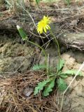 Taraxacum erythrospermum