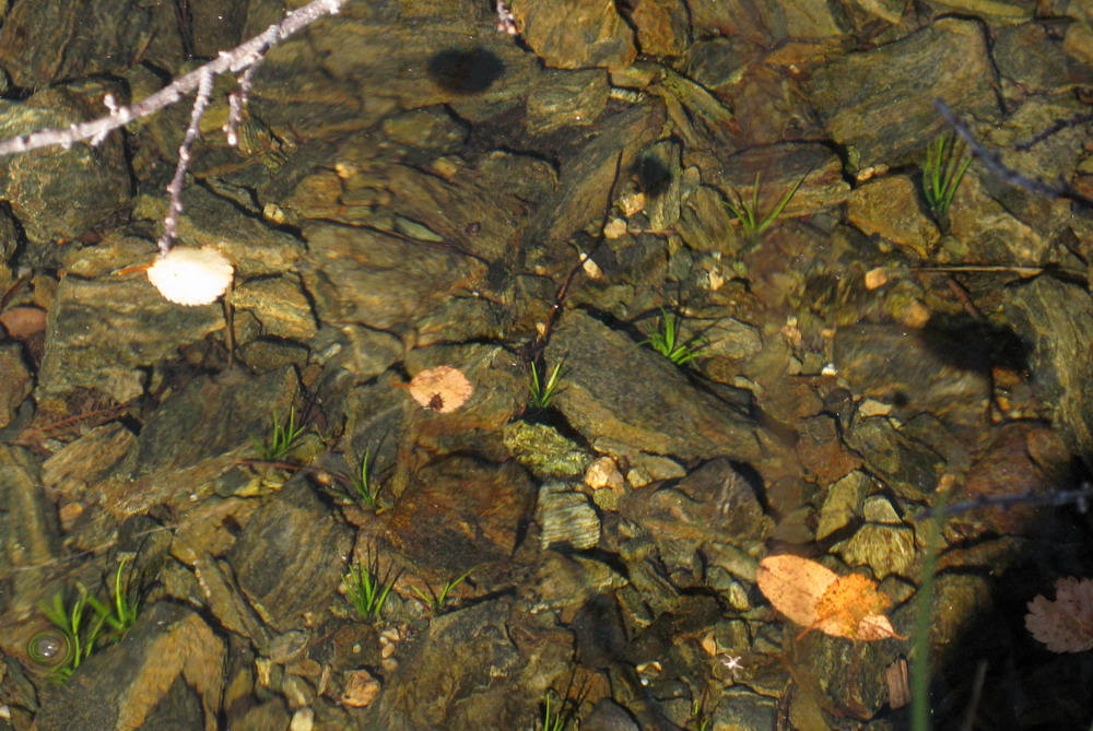 Изображение особи Isoetes echinospora.