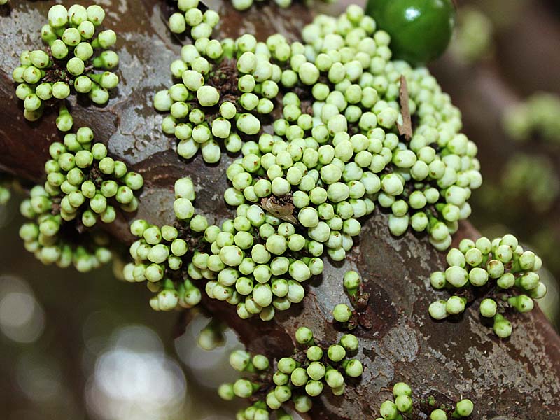 Image of Plinia cauliflora specimen.