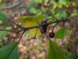 Frangula alnus. Часть веточки с плодами разной степени зрелости и повреждёнными листьями, приобретающими осеннюю окраску. Тверская обл., Кимрский р-н, окр. дер. Щёлково, в подлеске сосново-елового леса. 24.09.2020.