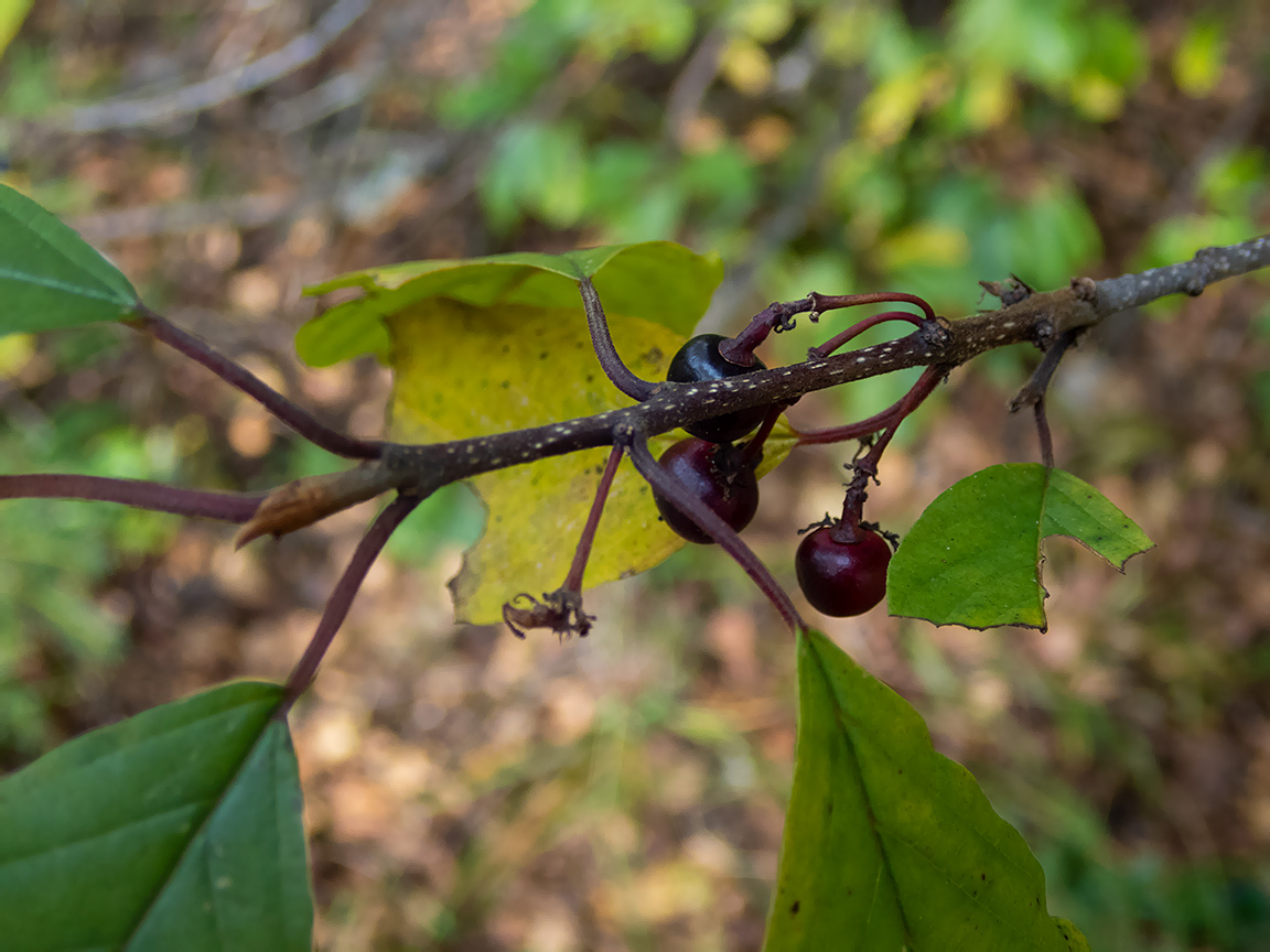 Image of Frangula alnus specimen.