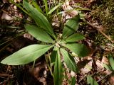 Daphne mezereum