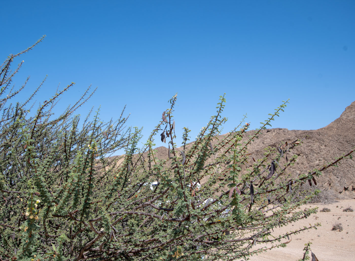 Image of Vachellia reficiens specimen.