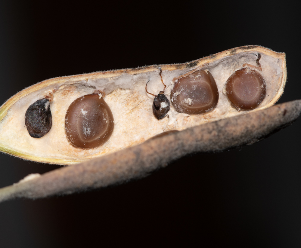 Изображение особи Vachellia hebeclada.