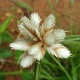 Cyperus niveus