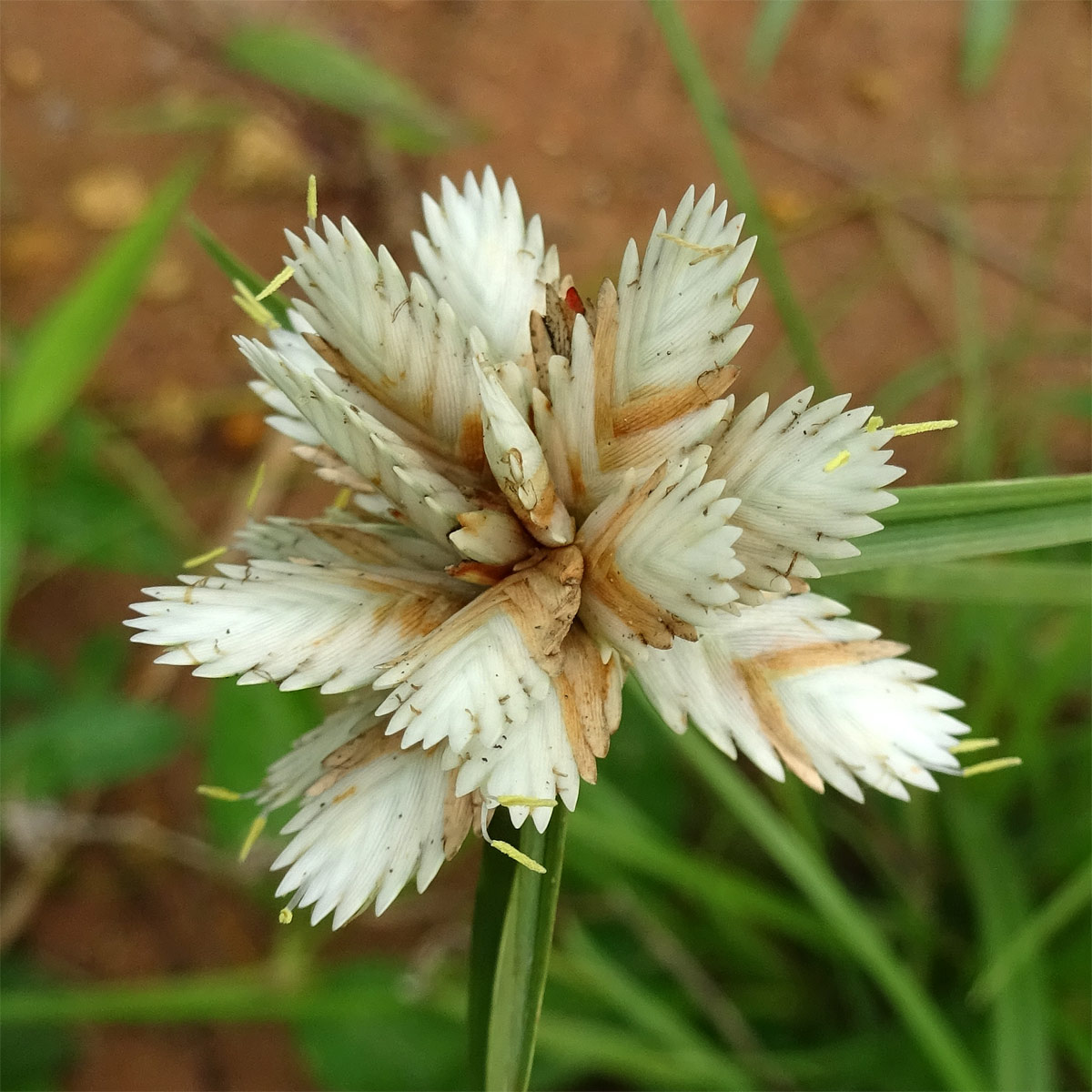 Image of Cyperus niveus specimen.