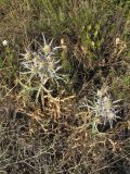 Eryngium amethystinum. Цветущие растения. Хорватия, Дубровник, гора Srd, травянистый склон с одиночными кустарниками. 28 августа 2010 г.