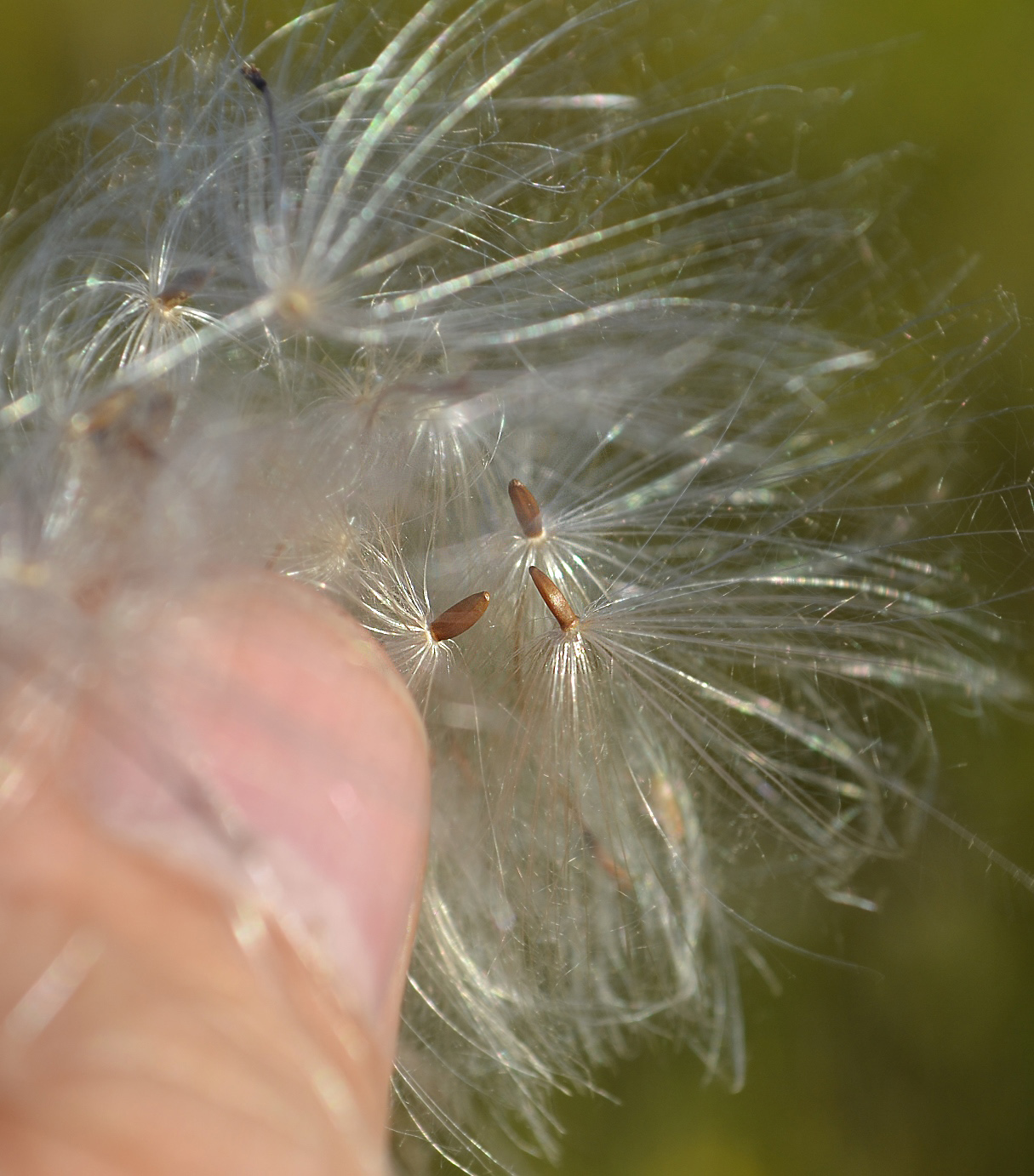 Image of Cirsium setosum specimen.