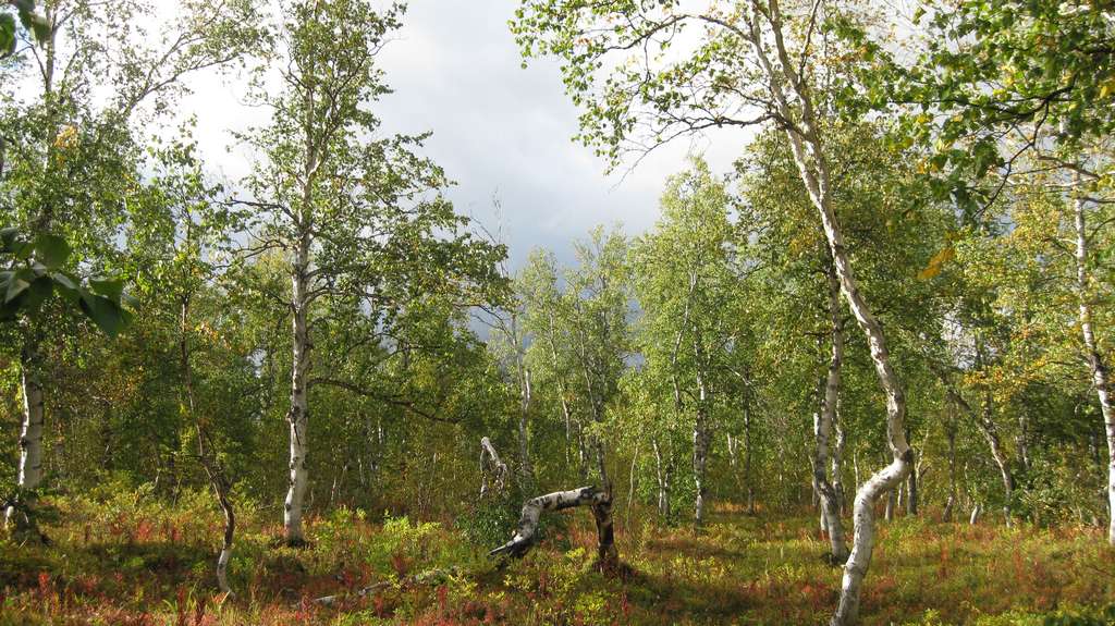 Изображение особи Betula kamtschatica.