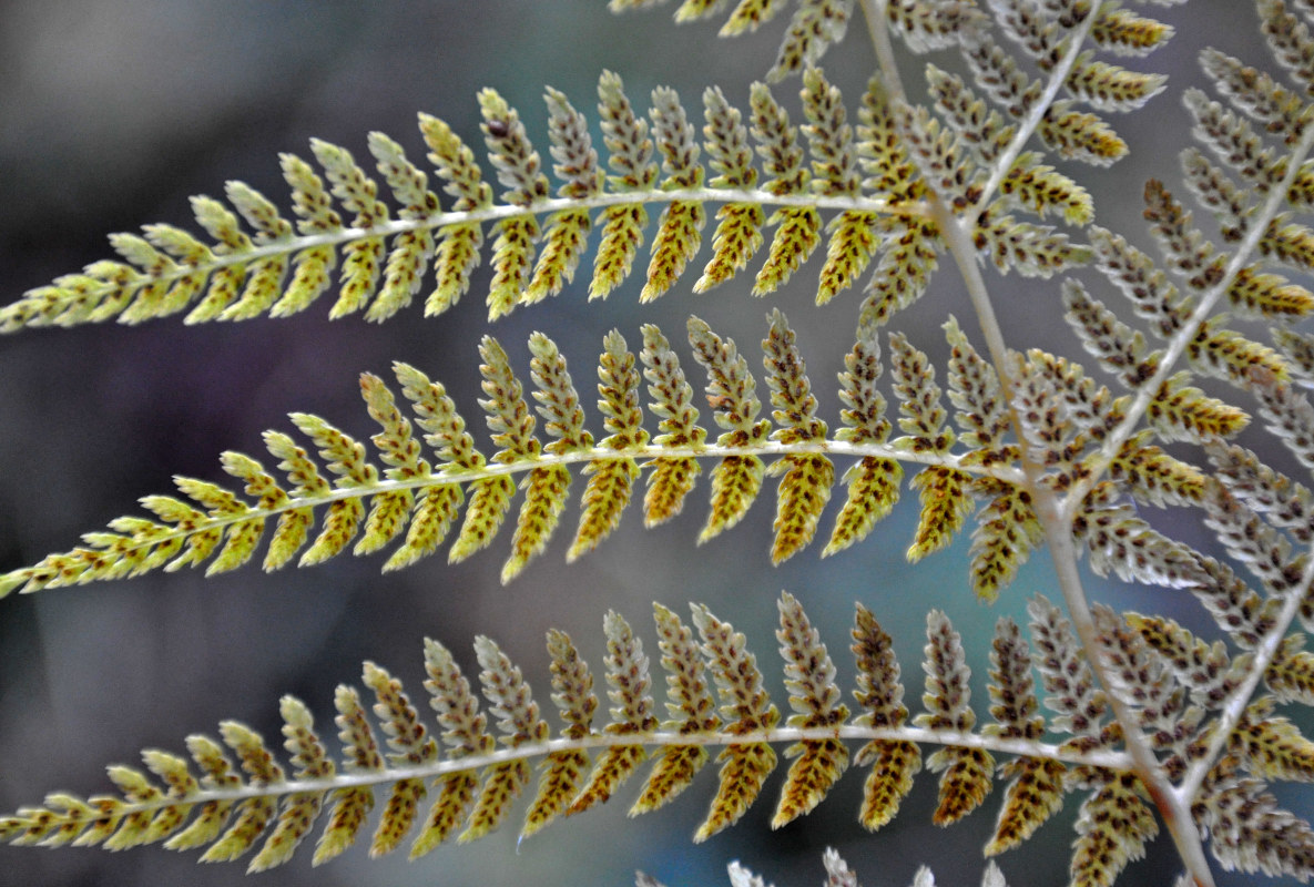 Изображение особи Athyrium filix-femina.