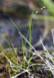 Carex disperma