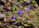 Delphinium consolida. Верхушки побегов с цветками и бутонами. Московская обл., Раменский гор. округ, окр. пос. Гжель, у дороги. 01.07.2020.