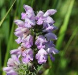 Phlomoides tuberosa. Верхушка соцветия. Краснодарский край, окр. г. Тихорецк, суходольный луг. 02.06.2019.