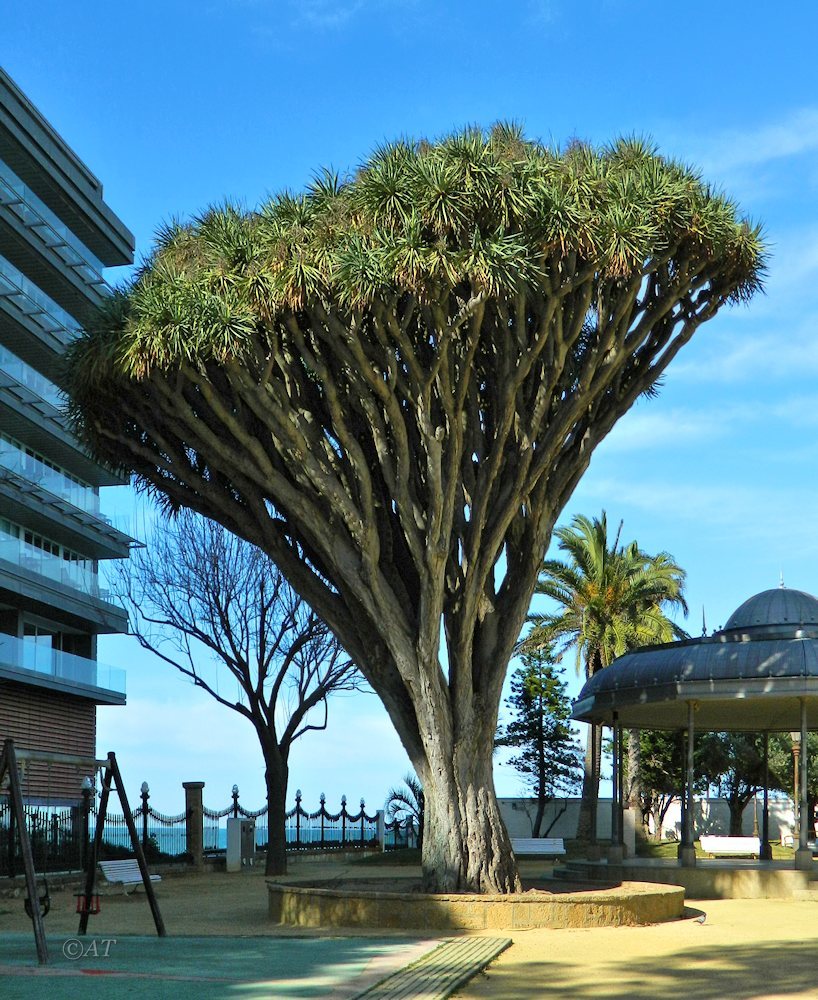 Image of Dracaena draco specimen.