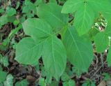 Staphylea pinnata. Лист, поражённый вирусом. Краснодарский край, Абинский р-н, окр. пос. Новый, приречный лес. 27.05.2020.